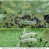 mel triv fascelis larva1 volg2